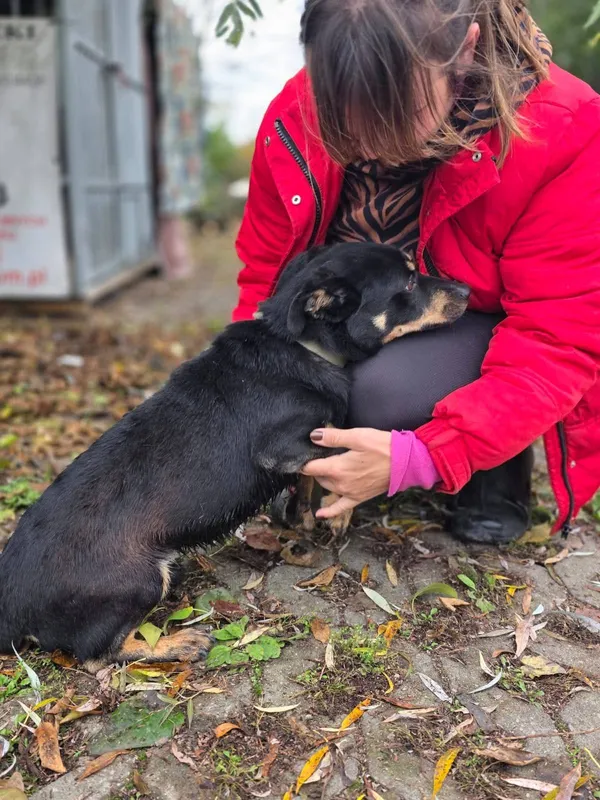 Pies do adopcji, Radom, 21 października 2025 (4/4)