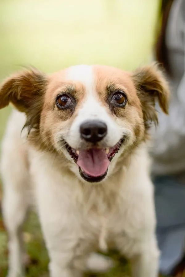 Pies do adopcji, Radom, 19 września 2025 (1/5)