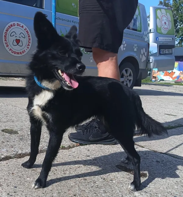 Znaleziono psa, Pieckowo, 17 września 2025 (1/2)