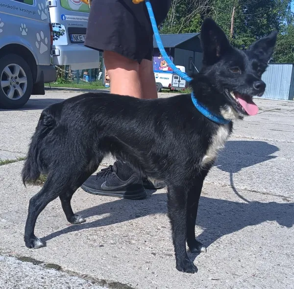 Znaleziono psa, Pieckowo, 17 września 2025 (2/2)