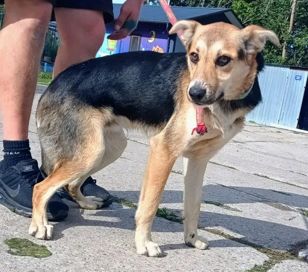 Znaleziono psa, Pieckowo, 17 września 2025 (1/2)