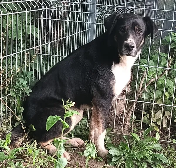 Znaleziono psa, Pieckowo, 17 września 2025 (5/5)