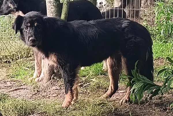 Znaleziono psa, Pieckowo, 17 września 2025 (1/2)