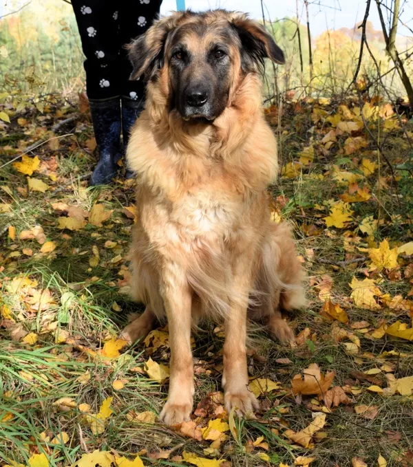 Znaleziono psa, Pieckowo, 17 września 2025 (3/5)