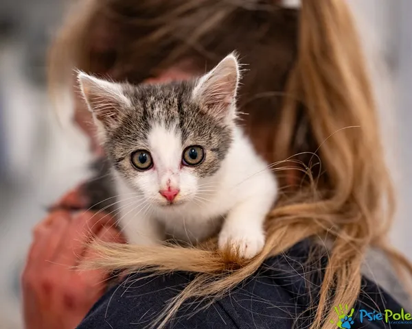 Znaleziono kota, Racławice, 13 września 2025 (1/4)