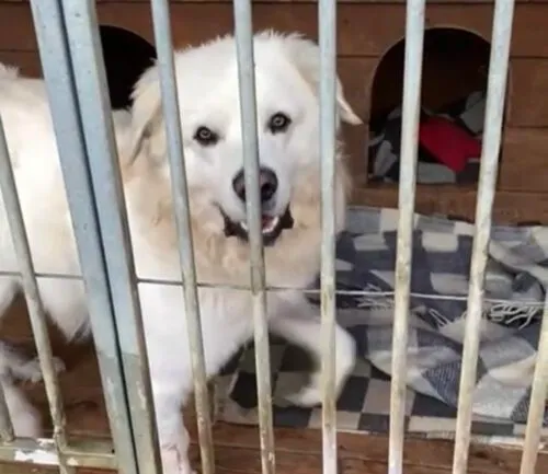 Pies do adopcji, Głowno, 17 września 2025 (4/5)