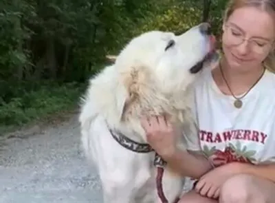 Pies do adopcji, Głowno, 17 września 2025 (5/5)