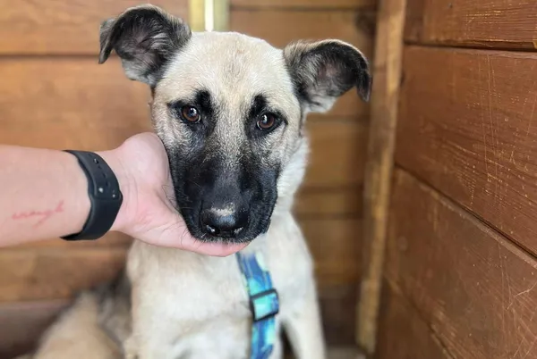 Pies do adopcji, Głowno, 17 września 2025 (1/4)