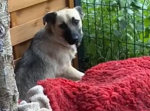 Pies do adopcji, Głowno, 17 września 2025 (2/4)