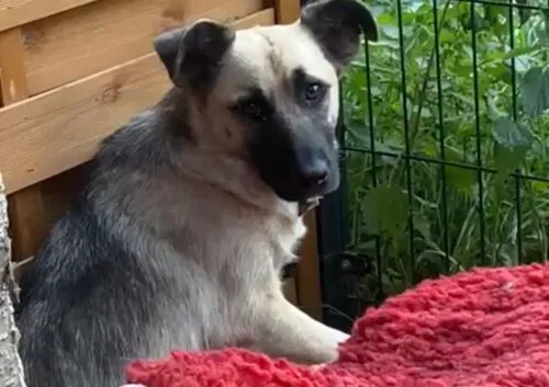 Pies do adopcji, Głowno, 17 września 2025 (3/4)