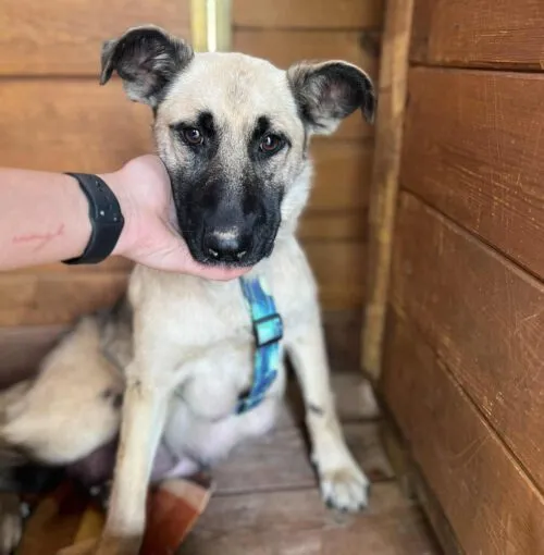 Pies do adopcji, Głowno, 17 września 2025 (4/4)