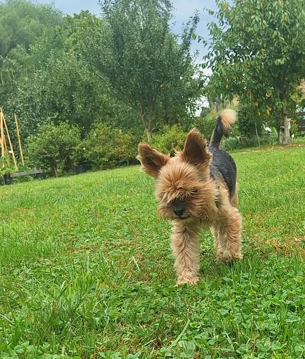 Zaginął pies, Odrzechowa, 18 września 2025 (1/4)