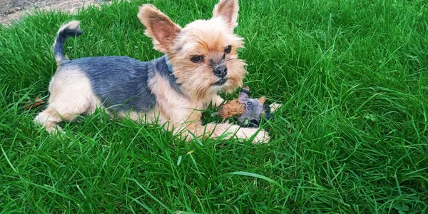 Zaginął pies, Odrzechowa, 18 września 2025 (2/4)