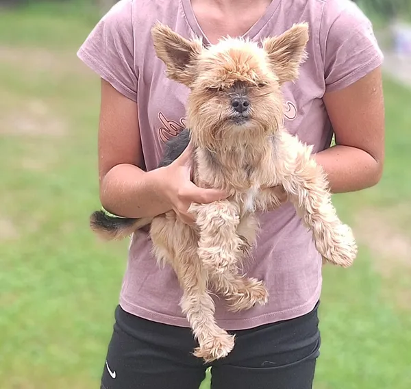 Zaginął pies, Odrzechowa, 18 września 2025 (3/4)