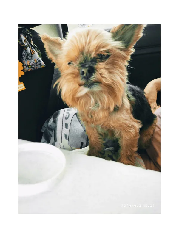 Zaginął pies, Odrzechowa, 18 września 2025 (4/4)