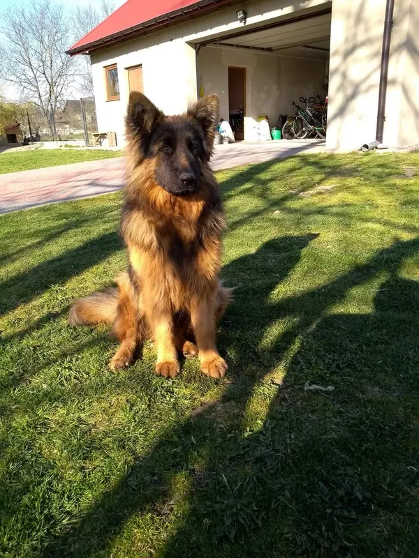 Zaginął pies, Mikułowice, 18 września 2025 (3/3)