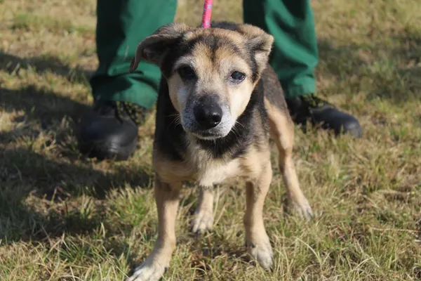 Pies do adopcji, Bełchatów, 24 lipca 2025 (1/5)