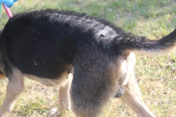 Pies do adopcji, Bełchatów, 24 lipca 2025 (3/5)