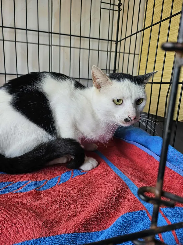 Kot do adopcji, Orzechowce, 18 września 2025 (1/2)