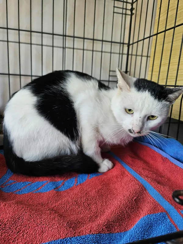 Kot do adopcji, Orzechowce, 18 września 2025 (2/2)