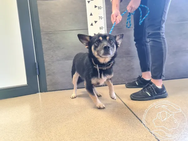 Znaleziono psa, Chełmek, 17 września 2025