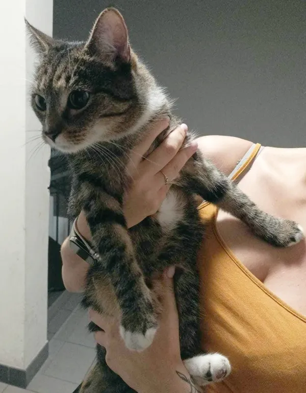 Zaginął kot, Łódź, 17 września 2025