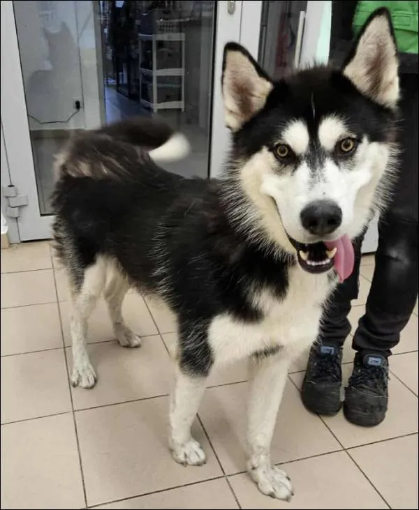 Znaleziono psa, Grudziądz, 18 września 2025