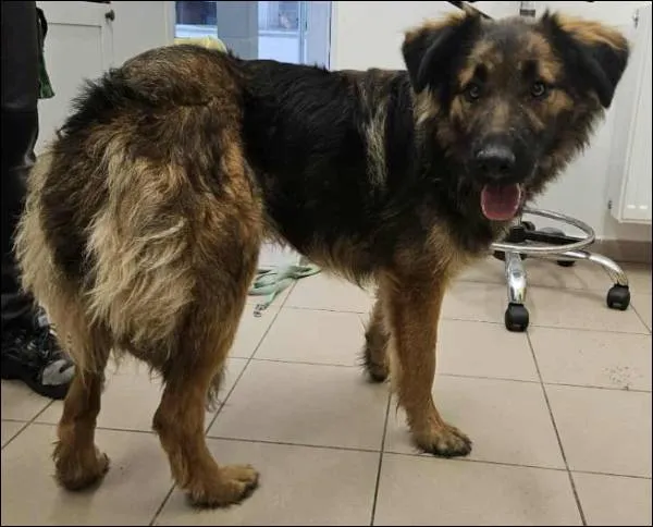 Znaleziono psa, Grudziądz, 18 września 2025