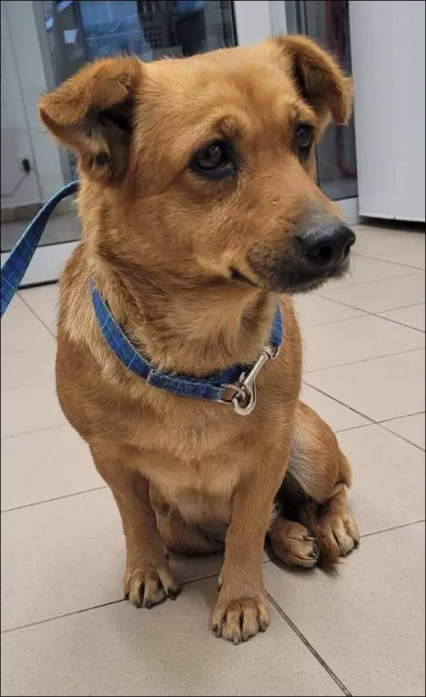 Znaleziono psa, Grudziądz, 18 września 2025