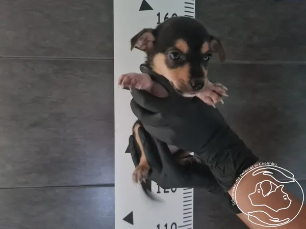 Pies do adopcji, Chełmek, 2 września 2025