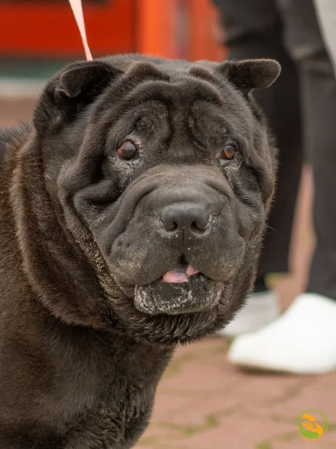 Znaleziono psa, Skałowo, 18 września 2025 (1/3)