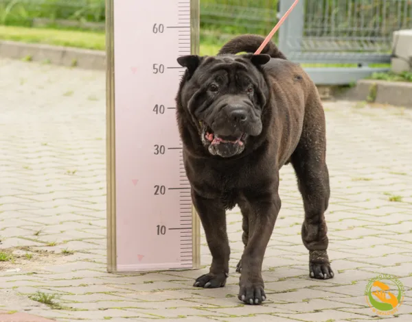 Znaleziono psa, Skałowo, 18 września 2025 (2/3)