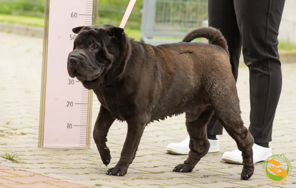 Znaleziono psa, Skałowo, 18 września 2025 (3/3)