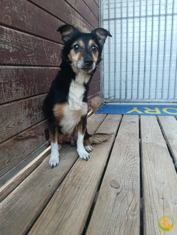 Znaleziono psa, Skałowo, 18 września 2025 (2/2)