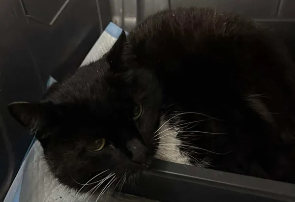 Znaleziono kota, Lublin, 13 września 2025