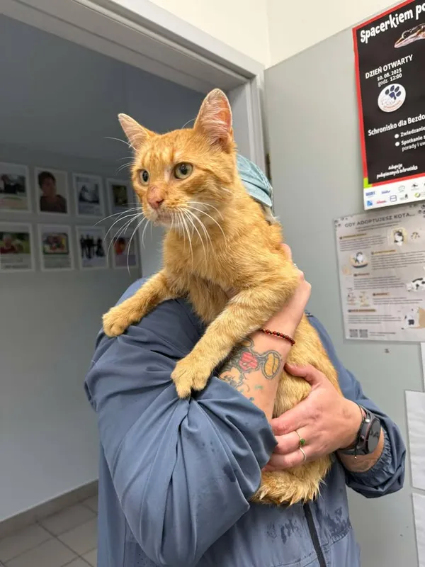 Znaleziono kota, Lublin, 16 września 2025