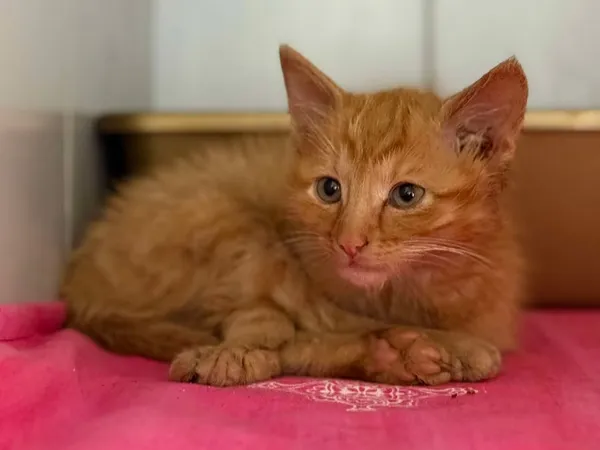 Znaleziono kota, Lublin, 17 września 2025