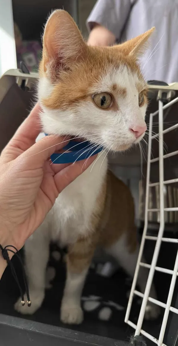 Znaleziono kota, Lublin, 18 września 2025