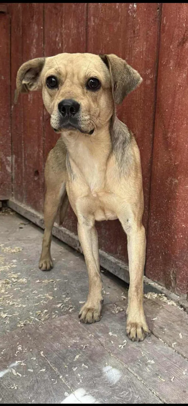 Znaleziono psa, Czartki, 18 września 2025