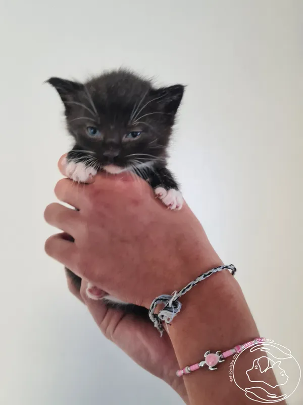 Znaleziono kota, Chełmek, 3 września 2025