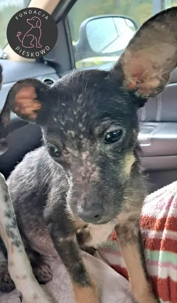 Pies do adopcji, Wolsztyn, 18 września 2025