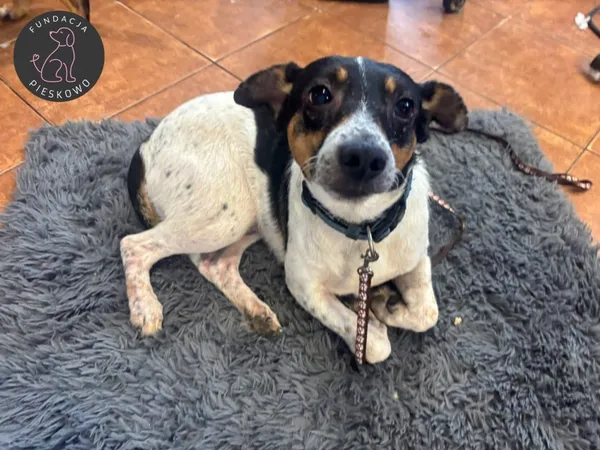 Pies do adopcji, Wolsztyn, 17 września 2025