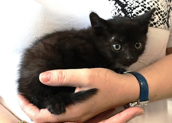 Znaleziono kota, Łódź, 18 września 2025 (1/2)