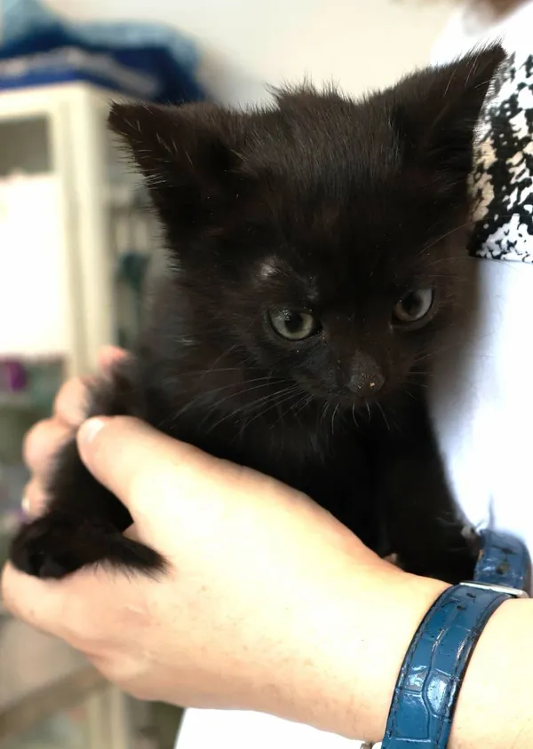 Znaleziono kota, Łódź, 18 września 2025 (2/2)