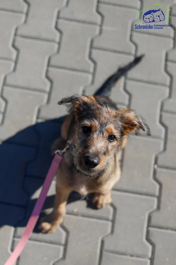 Znaleziono psa, Szczecin, 17 września 2025 (2/4)