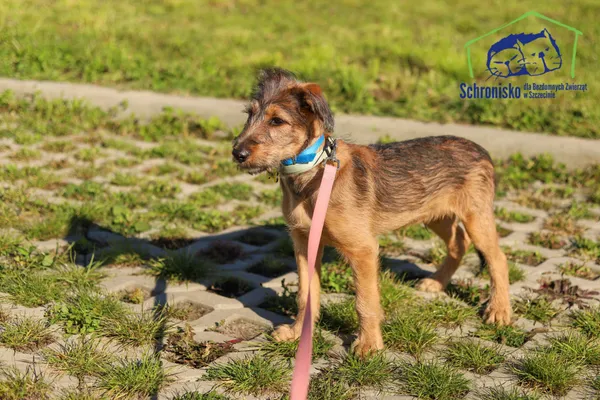 Znaleziono psa, Szczecin, 17 września 2025 (3/4)