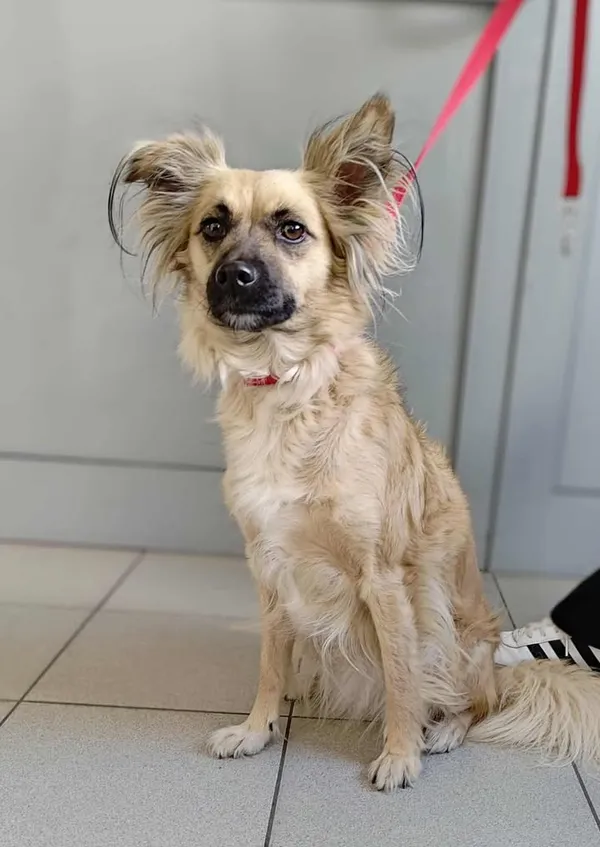 Znaleziono psa, Lublin, 17 września 2025