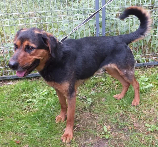 Znaleziono psa, Nowa Krępa, 15 września 2025