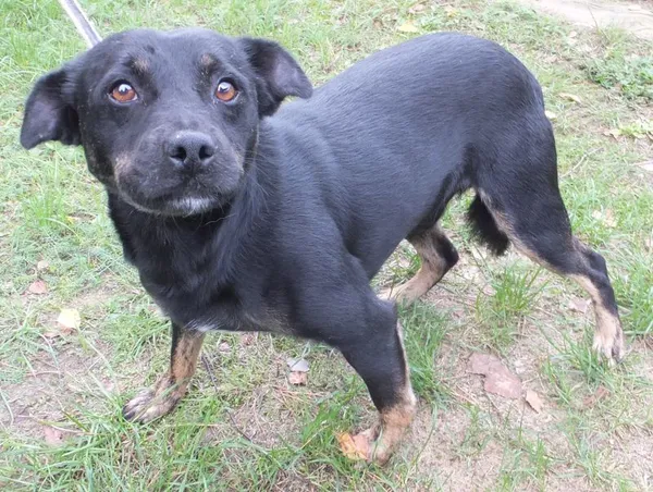 Znaleziono psa, Nowa Krępa, 13 września 2025