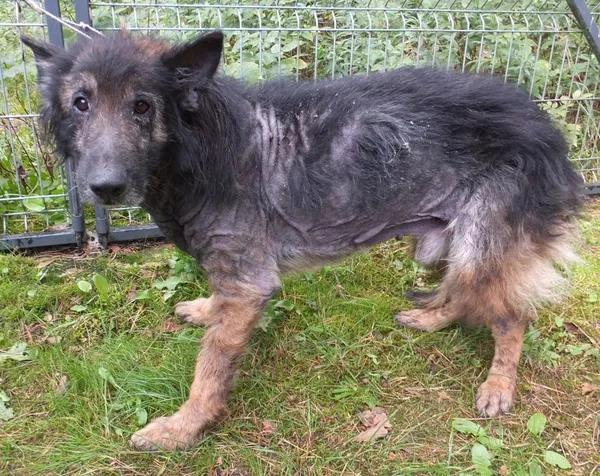 Znaleziono psa, Nowa Krępa, 12 września 2025